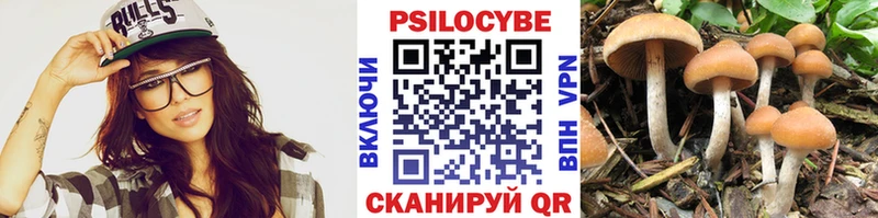 где можно купить Закаменск Псилоцибиновые грибы Psilocybine cubensis
